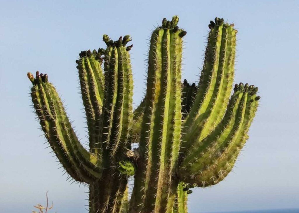 Exploring the Beauty of Saguaro Skeletons