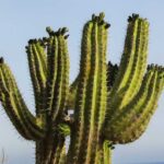 Exploring the Beauty of Saguaro Skeletons